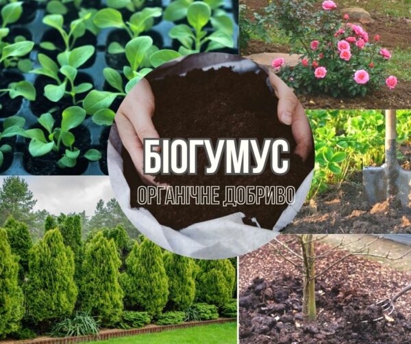Біогумус (1) Біогумус (1)